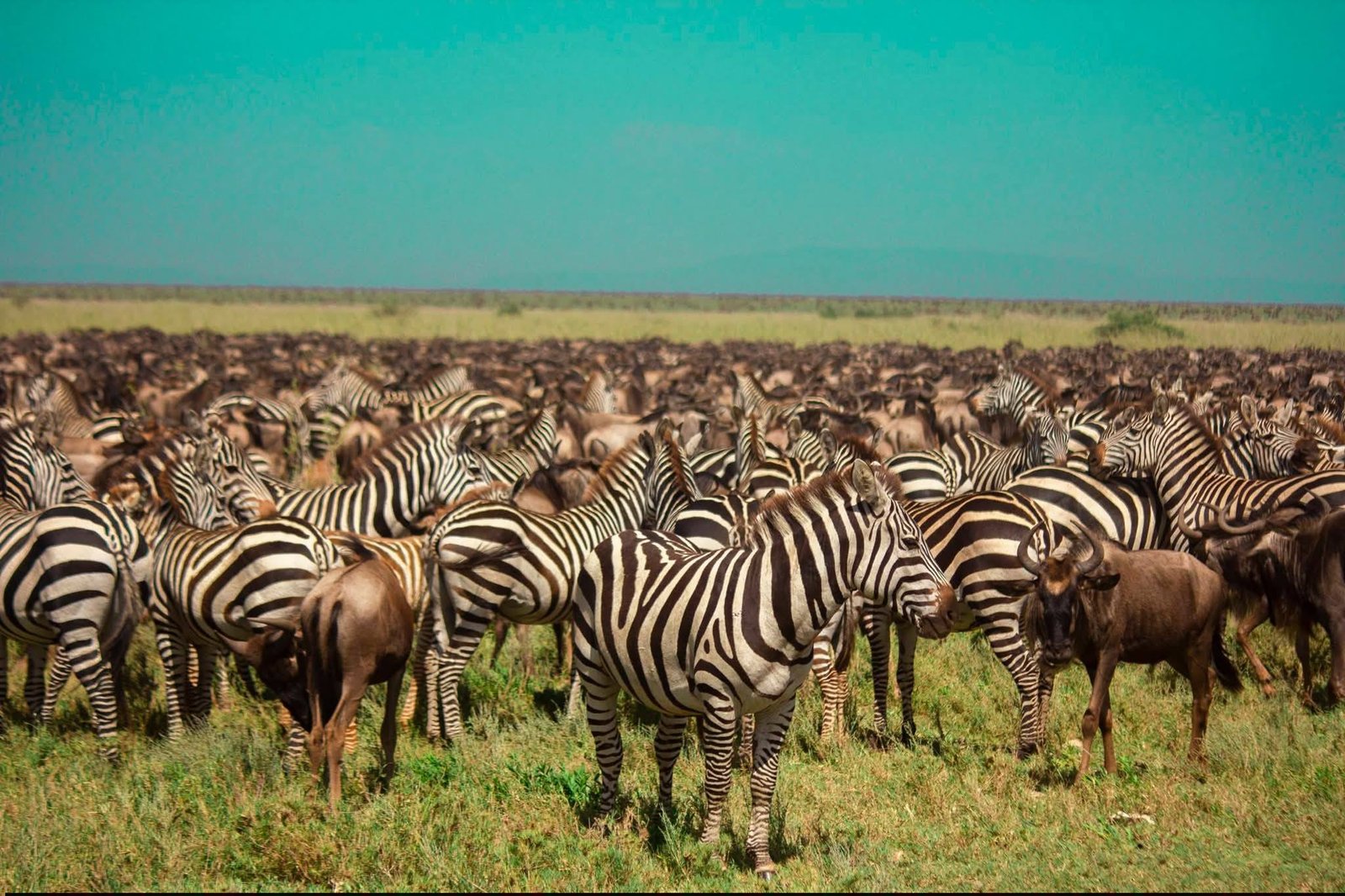 Serengeti Safari Guide animal view